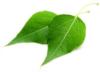 leaves